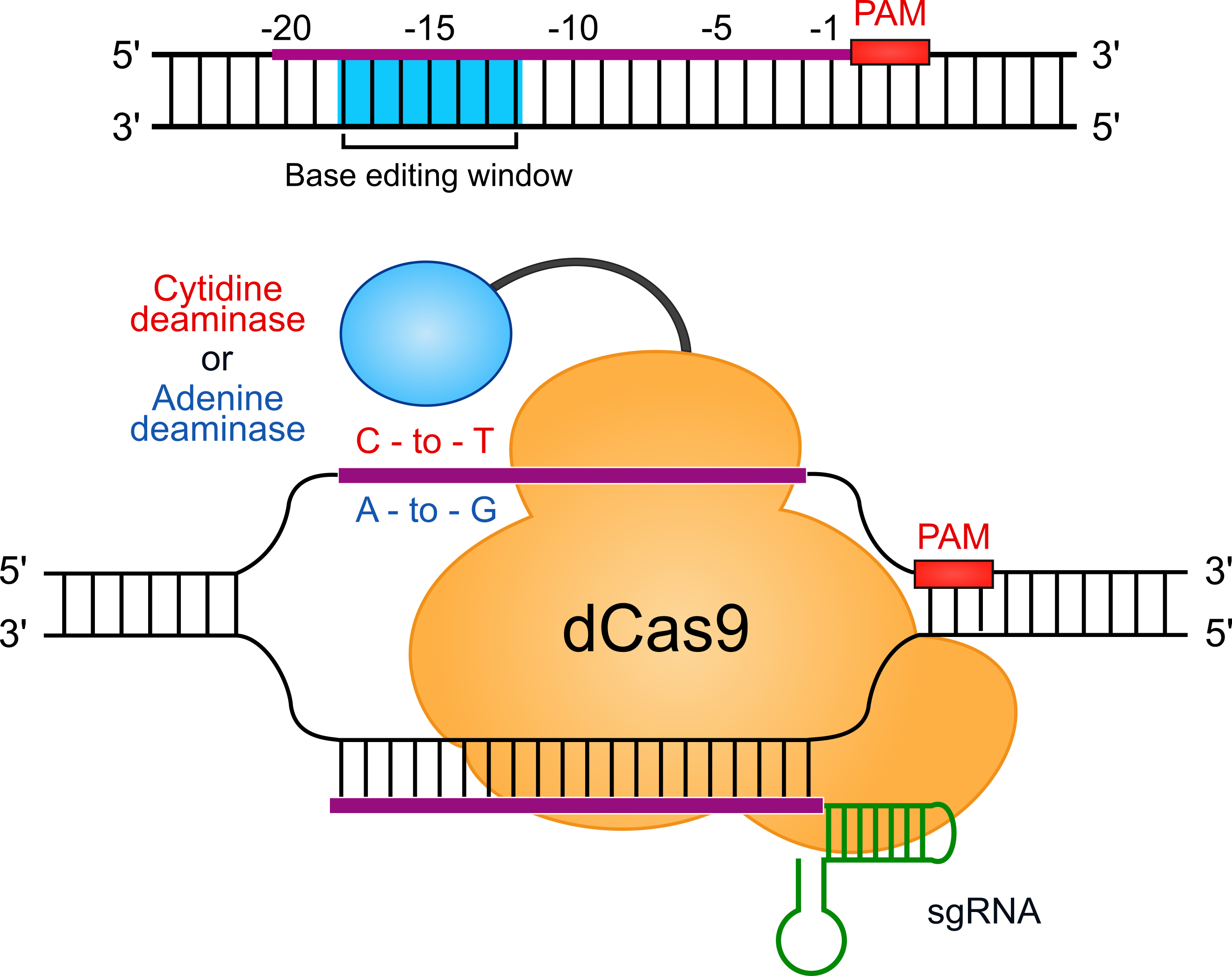 A cytidine or adenine deaminase fused to dCas9, converting C to T or A to G within the editing window of the sgRNA-bound protospacer